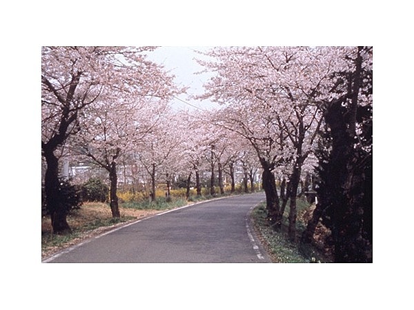 太平山の桜