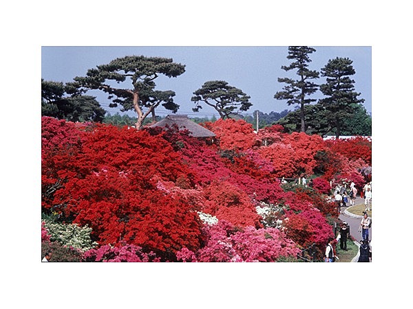 県立つつじが岡公園