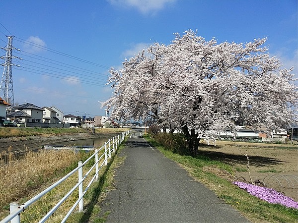 井野川サイクリングロード