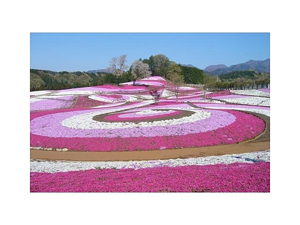 みさと芝桜公園