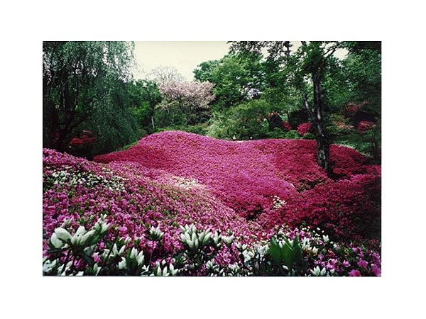 群馬フラワーハイランド