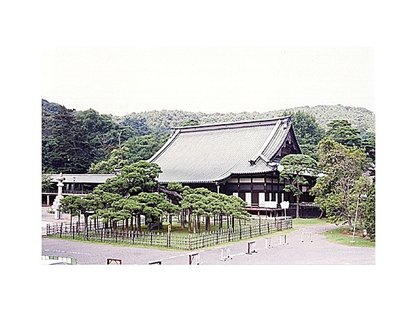 大光院臥龍の松