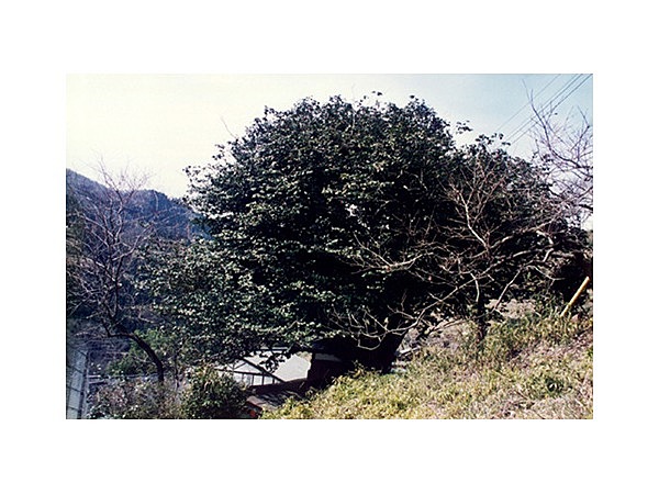 秋畑の大ツバキ