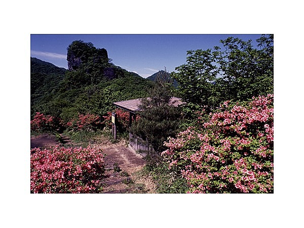 榛名のレンゲツツジ