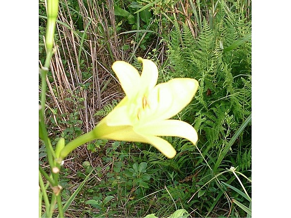 マツムシソウ、ユウスゲ
