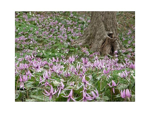 岩宿の里　カタクリ
