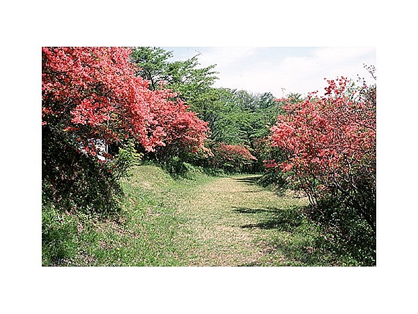 見晴展望台のツツジ群落