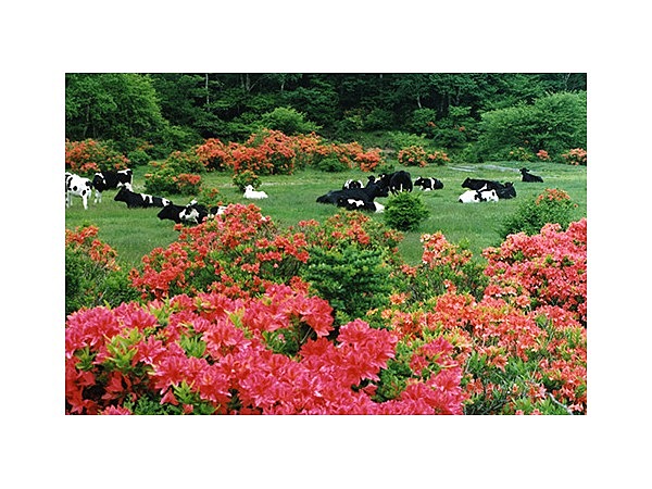 赤城山のツツジ