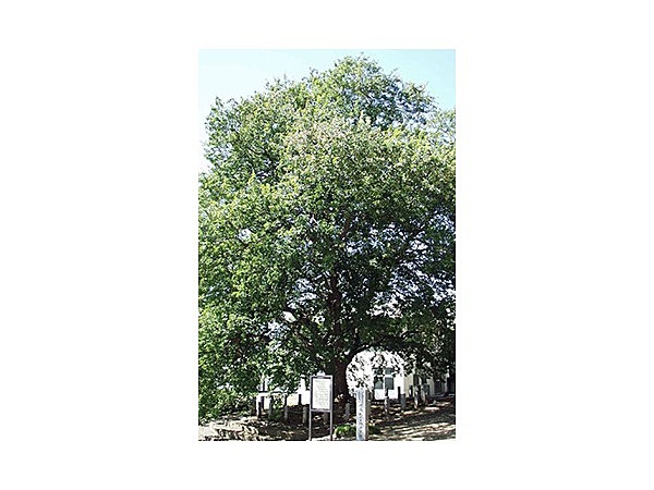 境高校のトウカエデ