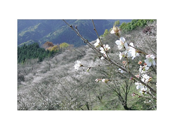 冬桜