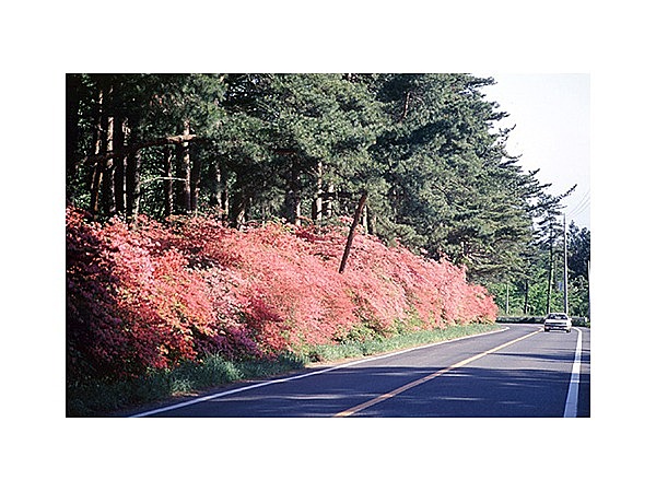 赤城神社参道松並木とツツジ群