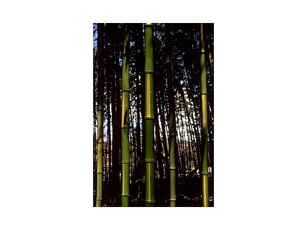 敷島のキンメイチク