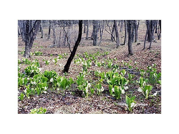 嶺公園の水芭蕉