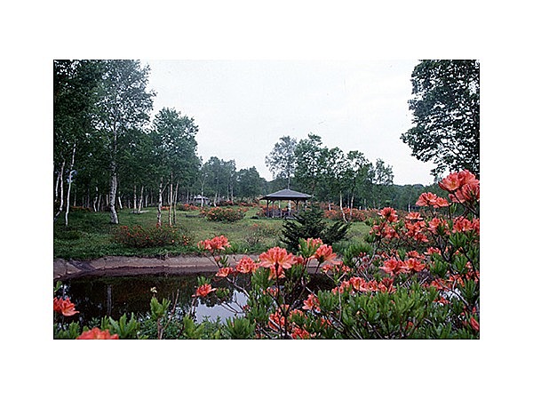 武尊牧場のレンゲツツジ群落