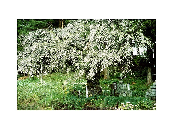 小倉のしだれ桜