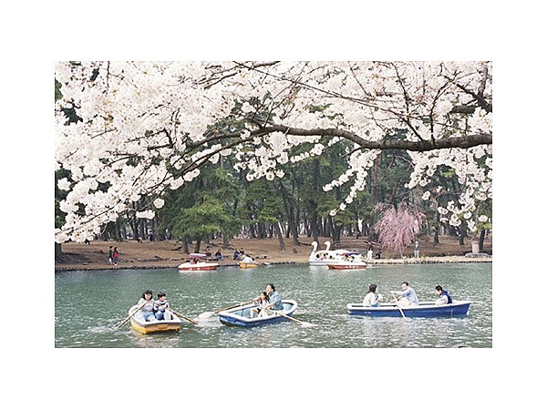 敷島公園の桜
