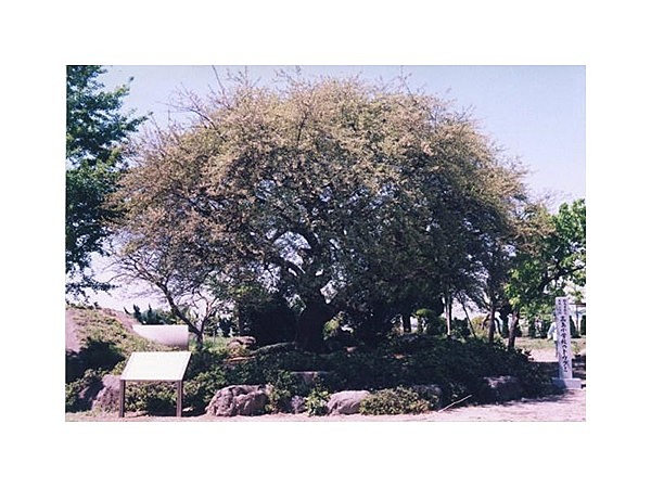 高島小学校のトウグミ