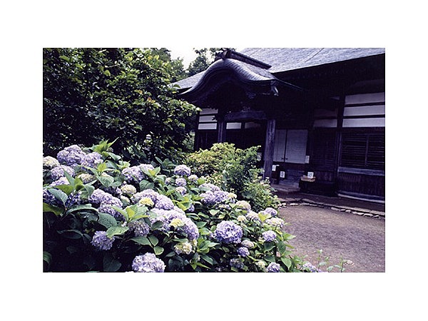 泰寧寺(あじさい)