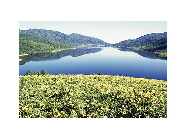 野反湖のノゾリキスゲ