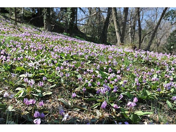 小串カタクリの里