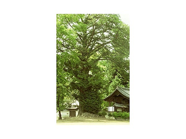 神光寺の大カヤ