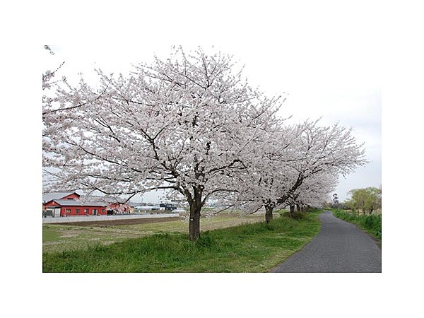 谷田川沿いのサクラ