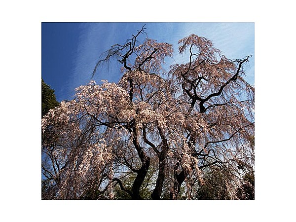 頼母子のしだれ桜