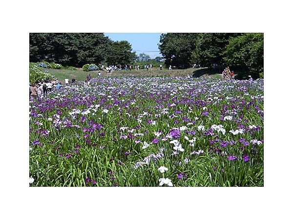 赤堀花しょうぶ園