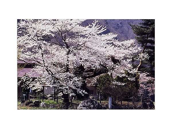 謙信のさかさ桜