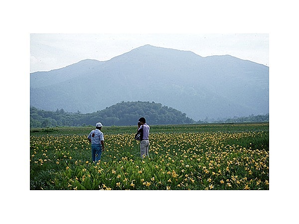 尾瀬の高山植物群落