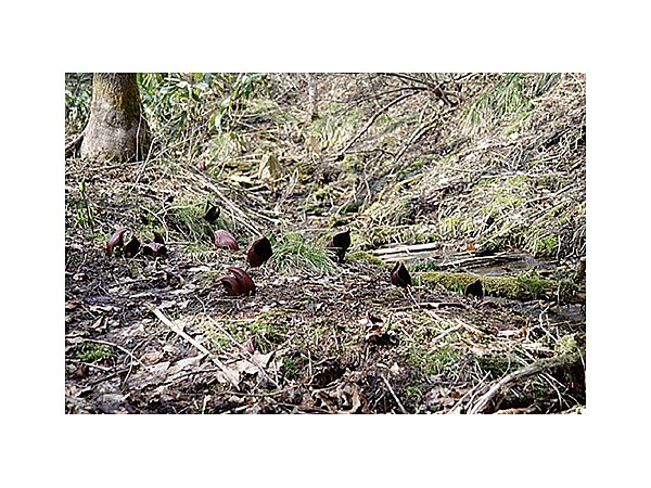 ショウブ沢ザゼンソウ群生地