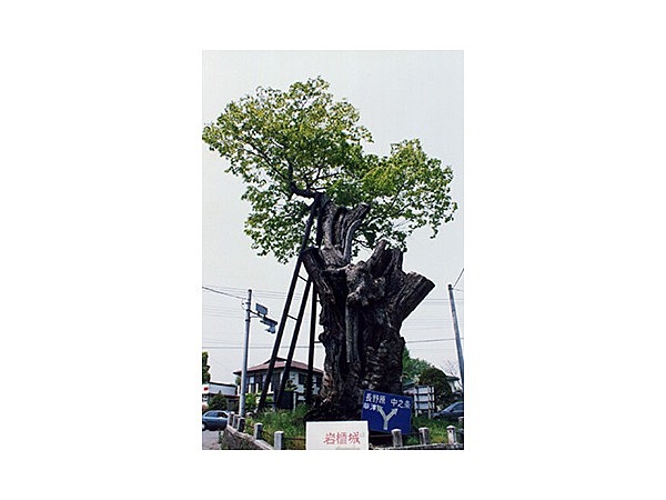 原町の大ケヤキ