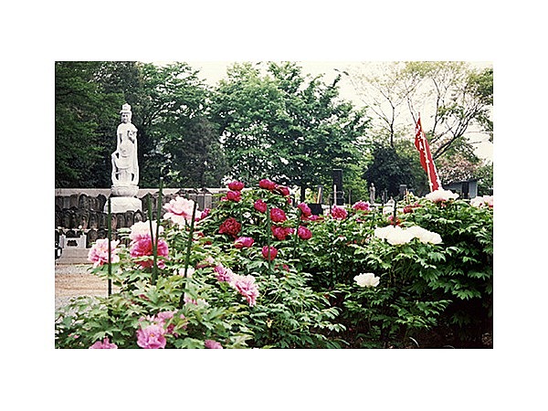 龍真寺のボタン