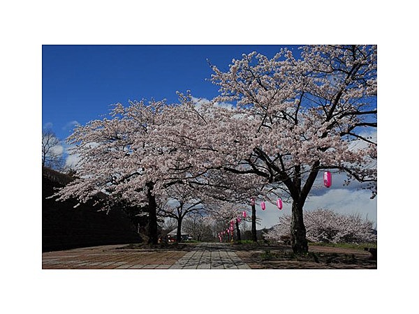 総合公園の桜