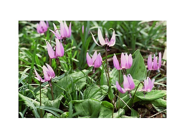 丸山カタクリ群生地