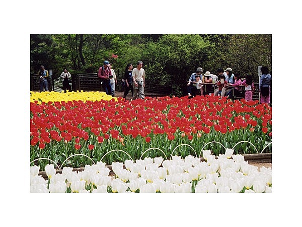 吾妻公園のチューリップ