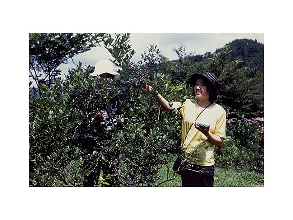 ブルーベリーの丘