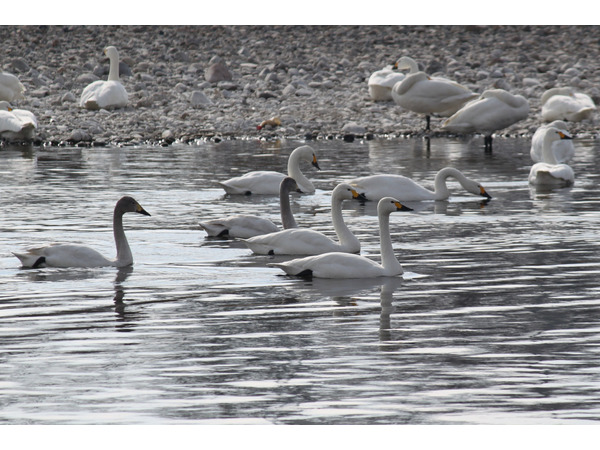 高崎伊勢崎自転車道