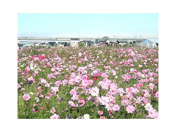 中川やしおフラワーパーク