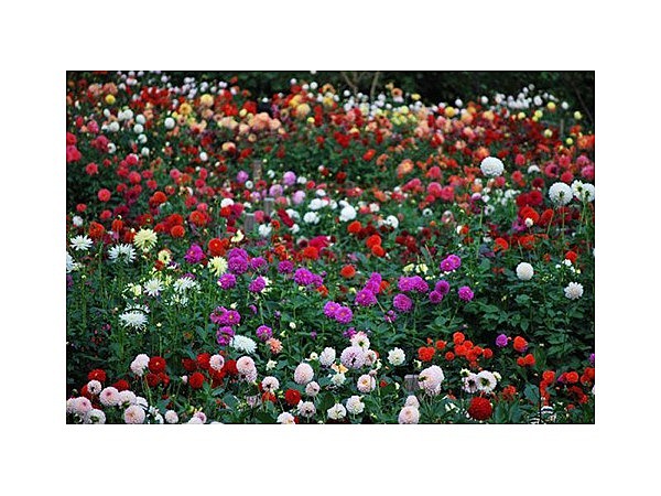 両神山麓花の郷　ダリア園