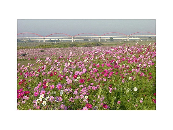 荒川コスモス街道