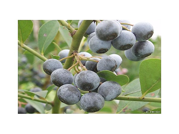 観光果樹園ふるさと