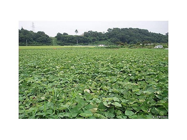 ふれあい市民農園しかむら（観光いもほり）