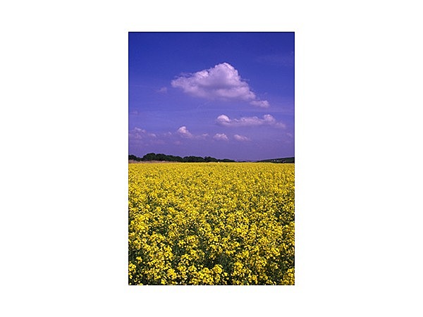 利根川河川敷緑地公園