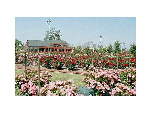 いわみざわ公園バラ