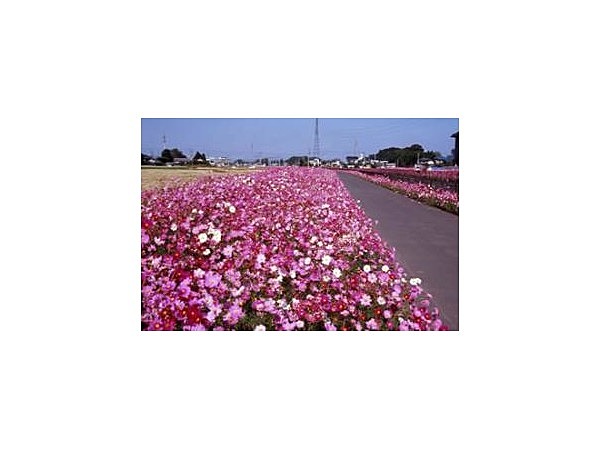 コスモスふれあいロード