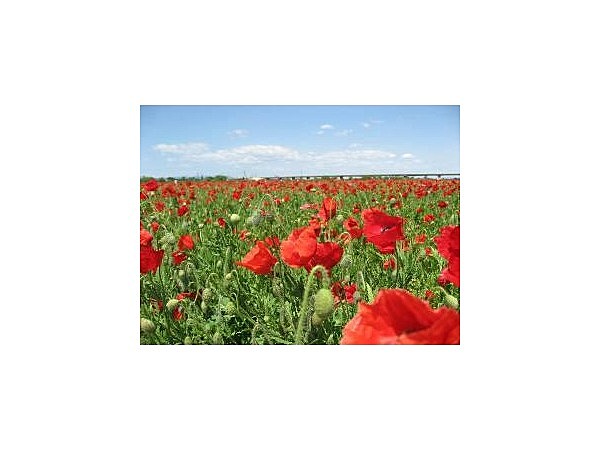 ポピー・ハッピースクエア