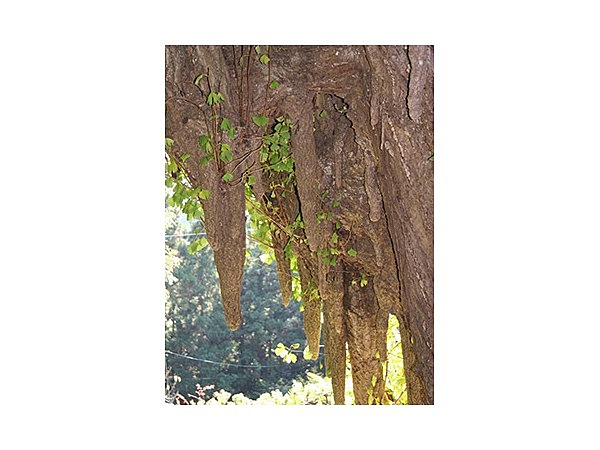 高山不動の大イチョウ