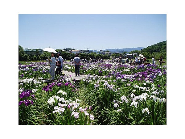 ときがわ花菖蒲園