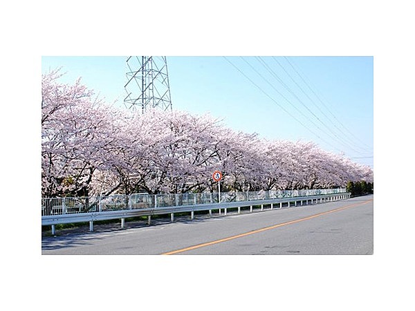 二郷半用水桜並木